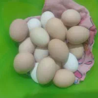 تخم‌مرغ محلی نطفه دار