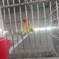 کوتوله برزیلی|پرنده|کازرون, |دیوار