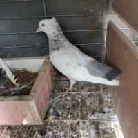 سینه سوسنی ماده