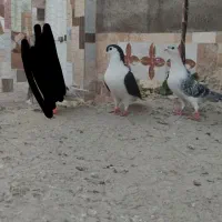کبوتر پرشی|پرنده|چناران, |دیوار