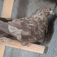 چهار فصل و نروماده دمسفید