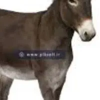 ماده الاغ باکره