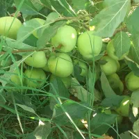 فروش سیب