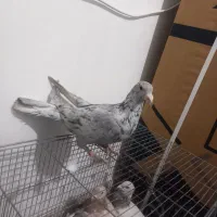 یک جفت خال سرکی نر|پرنده|لالجین, |دیوار