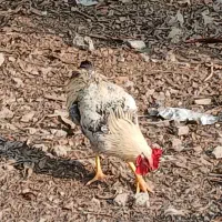 ۳ تا خروس دورگه گلین لاری|حیوانات مزرعه|زرگرشهر, |دیوار