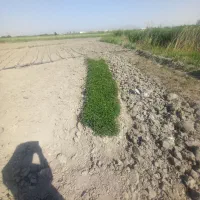 نشاء گوجه فرنگی