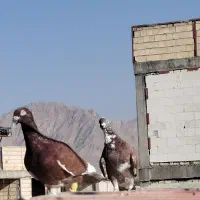 دورگ کفتر کبوتر|پرنده|مبارکه, |دیوار