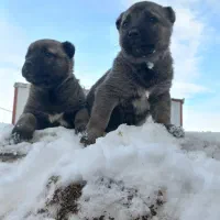 کانگال|سگ|اردبیل, |دیوار