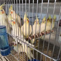 عروس هلندی لوتینو