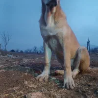 واگذاری یه جفت توله ماده