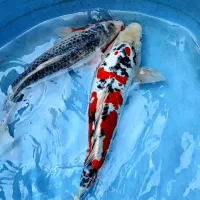 آکواریوم ماهی|ماهی|سنگر, |دیوار