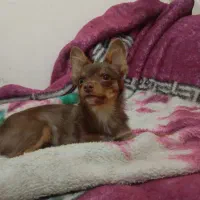 واگذاری سگ شیواوا|سگ|شیراز, کوشک میدان|دیوار