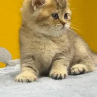 بریتیش بلک گلد