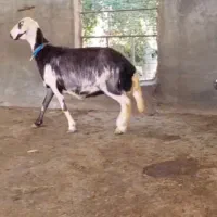 گوسفندبروجردی با بره ماده|حیوانات مزرعه|آق قلا, |دیوار