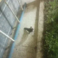 کبوتر موشی پا پری سالم فقط یکم نکش کل