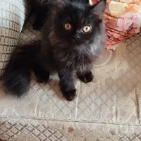 فروش بچه گربه چهار ونیم ماهه نژاد هیمالین|گربه|پرند, فاز ۶|دیوار