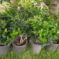 گل یاس هلندی سه ساله گلدانی قیمت ۳۰۰
