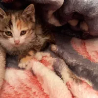 واگذاری گربه|گربه|تربت‌حیدریه, باغ سلطانی|دیوار