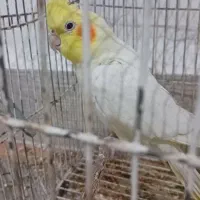 عروس پاریس نرسخنگو