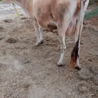 گاو شیری|حیوانات مزرعه|میناب, |دیوار