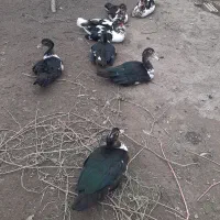 ۱۹تا اردک خارجی جوانه