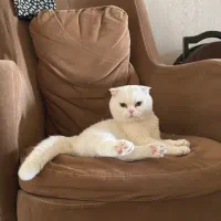 گربه اسکاتیش فولد نر|گربه|سمنان, |دیوار