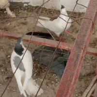 کبوتر کتل نرومادن|پرنده|اصفهان, شهشهان|دیوار