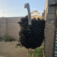 شترمرغ مولد نر ۴سال تخمی وگوشتی|حیوانات مزرعه|کرمان, |دیوار