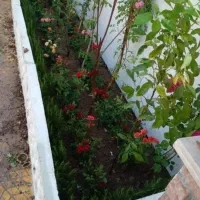 هرس وکلیه کارهای باغبانی|خدمات باغبانی و درختکاری|بندر انزلی, دهکده ساحلی|دیوار