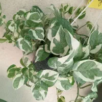 کادو روز زن|گل و گیاه طبیعی|گلبهار, شهر جدید گلبهار|دیوار