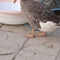 غاز نر جوان|حیوانات مزرعه|رستم, |دیوار