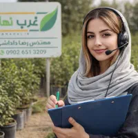 فروش ویژه نهال گیلاس البالو هلو شلیل زیتون صنوبر