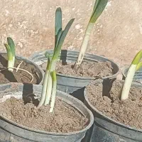 گلدان گل نرگس|گل و گیاه طبیعی|نطنز, |دیوار