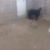 دشت بکان فارس اقلید