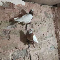 یه چق رنگه|پرنده|سبزوار, غرب نیروگاه|دیوار