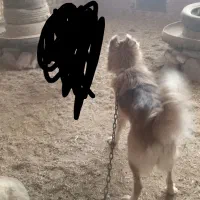 سگ گله ونگهبان ویک سگ پاکوتاه نر