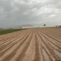 اجاره 7000متر زمین کشاورزی