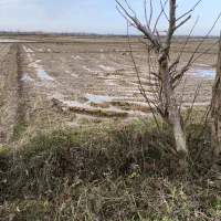 زمین کشاورزی مکانیزه