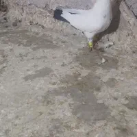 بی پرپا