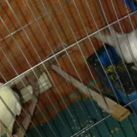 جفت عروس هلندی|پرنده|ایرانشهر, |دیوار