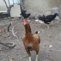 فروش مرغ و خروس لاری و محلی|حیوانات مزرعه|بناب, |دیوار