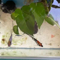 ماهی انجل کوی سایز بزرگ|ماهی|اصفهان, سعادت‌آباد|دیوار