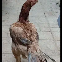 اوشامو گردن ویبره هندی نوک طوطی دم تاووسی|حیوانات مزرعه|بهارستان, |دیوار