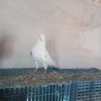 کبوتر بلند پرواز