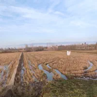 زمین مزروعی با سند مالکیت شش دانگ عرصه و اعیان|فروش زمین و ملک کلنگی|رودسر, |دیوار