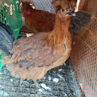 مرغ مرندی کاکلی|حیوانات مزرعه|شاهرود, |دیوار