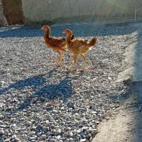 جوجه چابهاری.