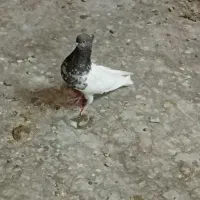 کبوتر