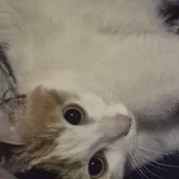 واگذاری گربه ماده|گربه|خوی, |دیوار