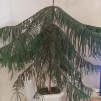 گل ساختمانی|گل و گیاه طبیعی|خنداب, |دیوار